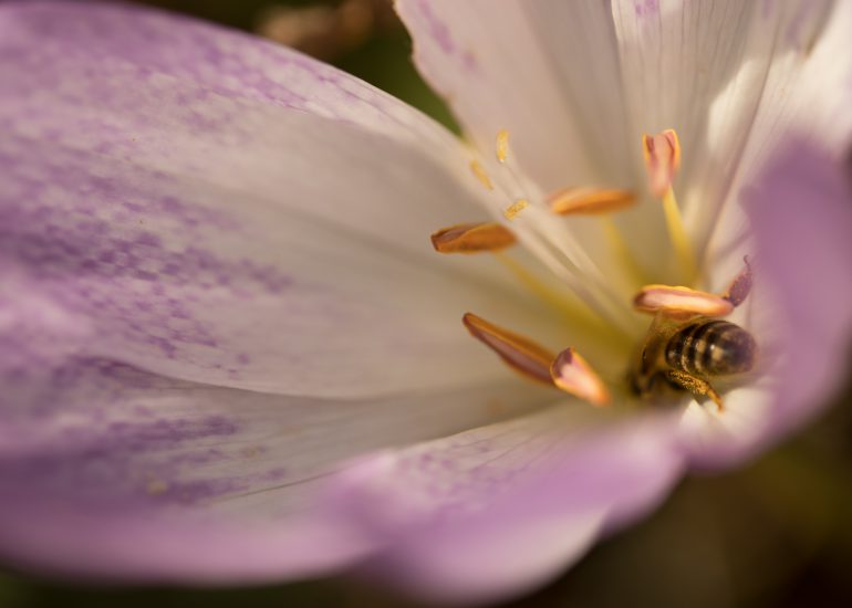 EOSR FLOWERS 0033 Edit