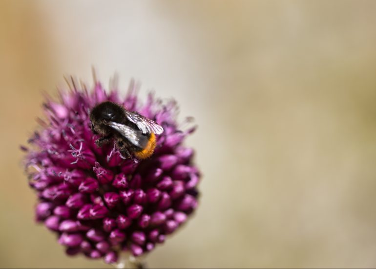 EOSR FLOWERS 0078 LuminarAI edit e1624101274691