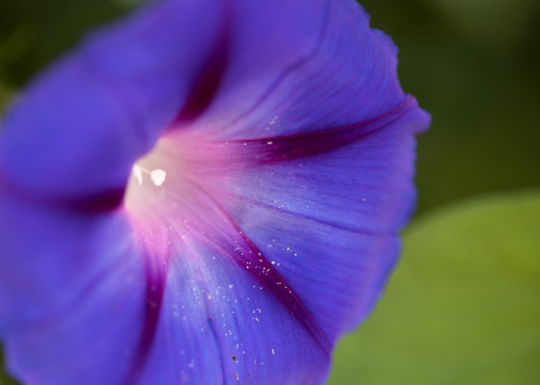 EOSR FLOWERS 0410 LuminarAI edit