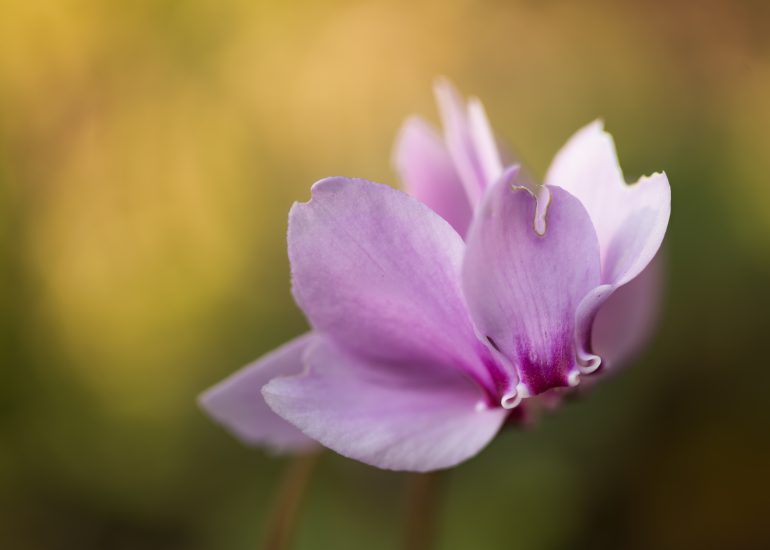 EOSR FLOWERS 0576 LuminarAI edit Edit