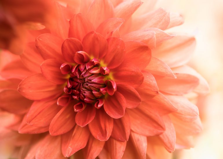 EOSR FLOWERS 0761 LuminarAI edit