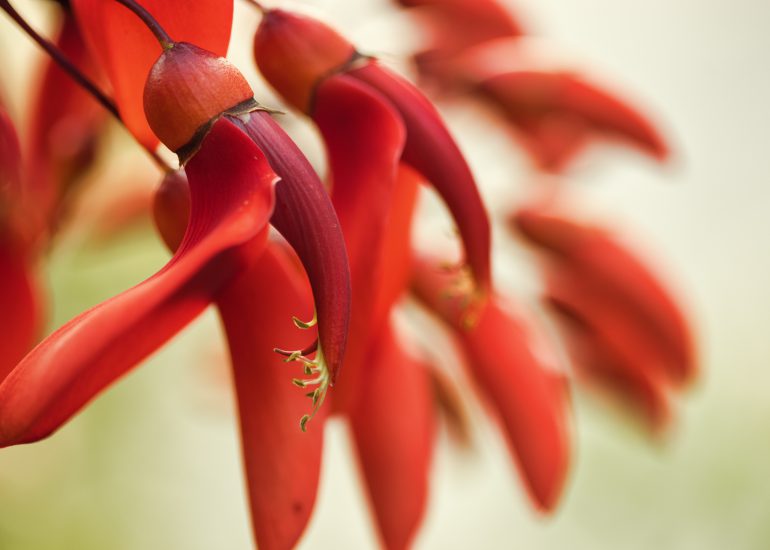 EOSR FLOWERS 0798 LuminarAI edit