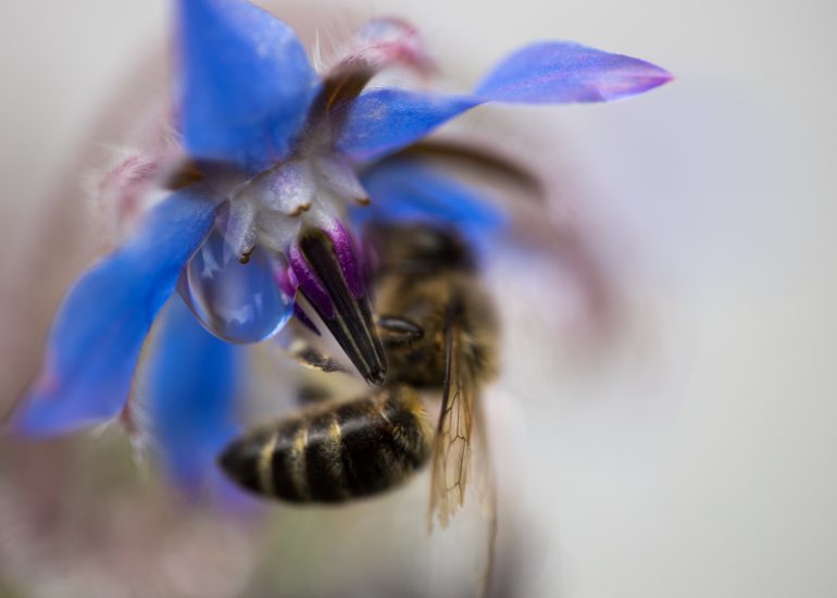 EOSR FLOWERS 0210 Edit