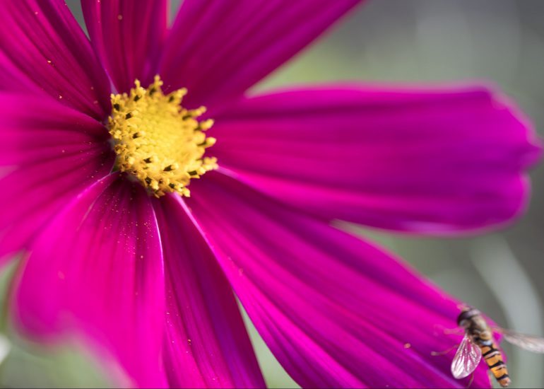 EOSR FLOWERS 0448 e1624056682989