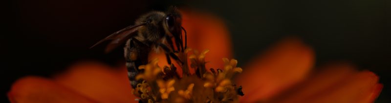 OSR1136 Bearbeitet 2