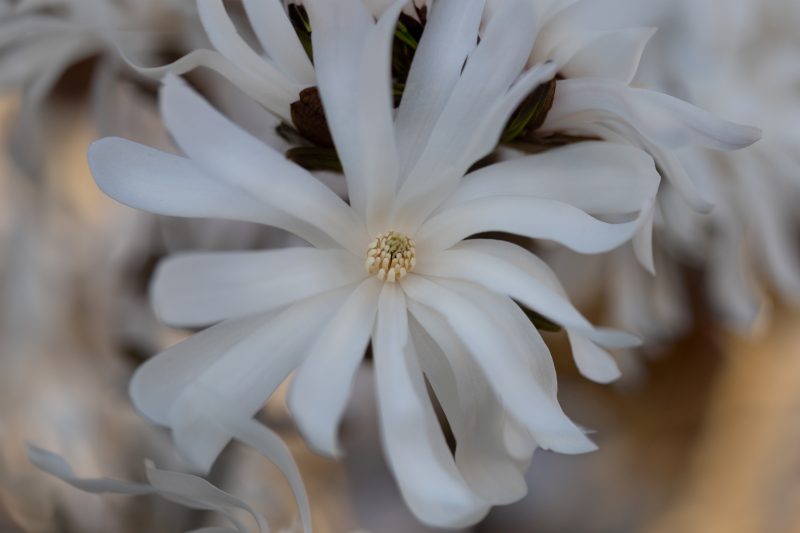 OSR8126 Bearbeitet 2