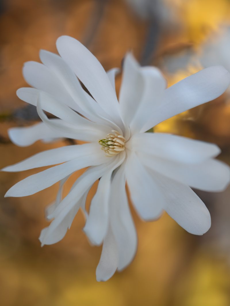 OSR8147 Bearbeitet 2