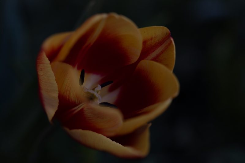 OSR9376 Bearbeitet 2