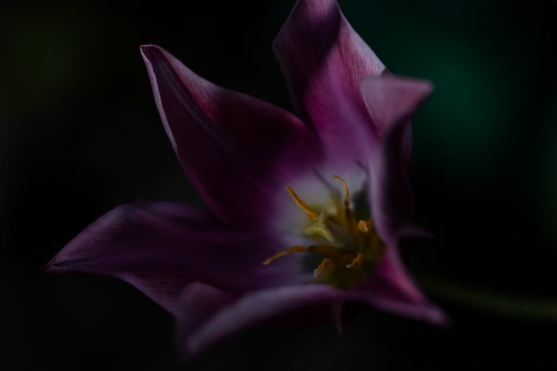 OSR9532 Bearbeitet 2