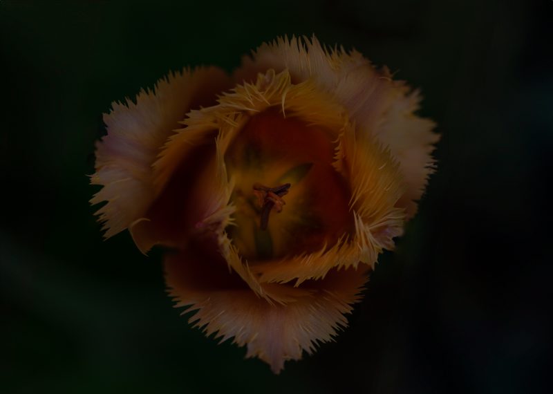 OSR9655 Bearbeitet 2